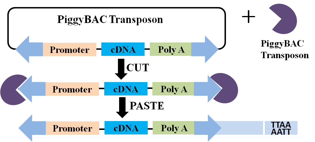 圖片關(guān)鍵詞 圖片關(guān)鍵詞