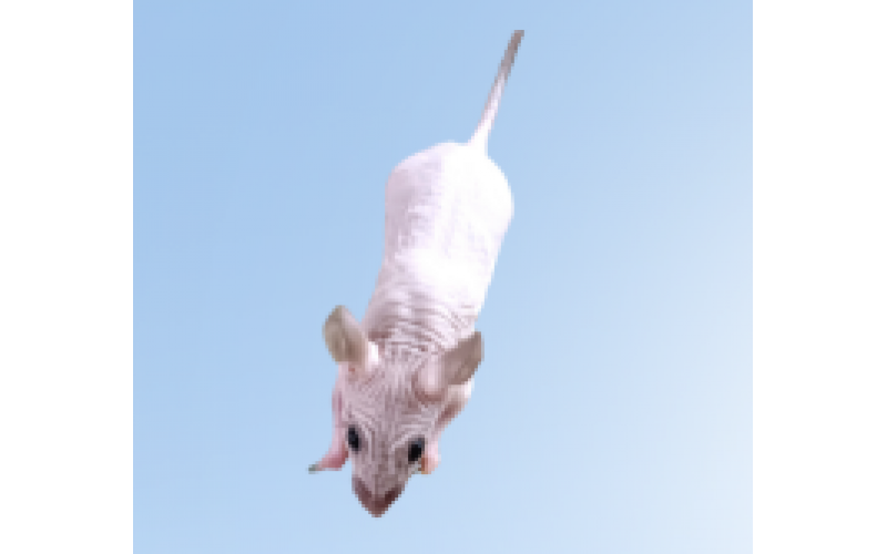 SKH1無毛小鼠（B6背景）